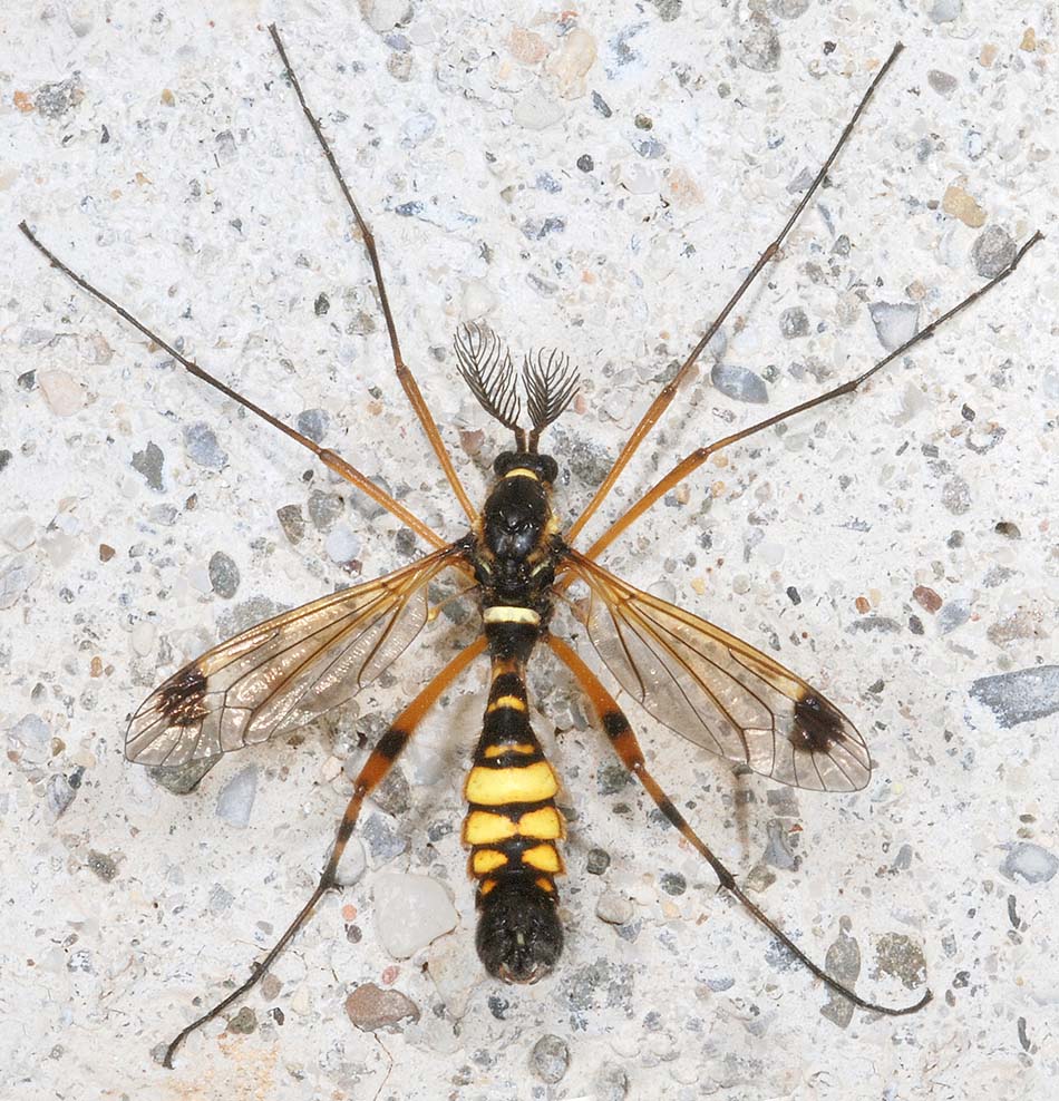 Tipulidae:  Ctenophora ornata e Ctenophora festiva